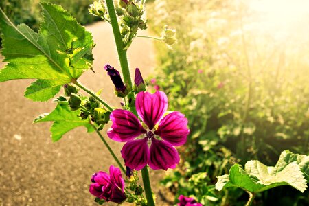 Plant natural wild flower