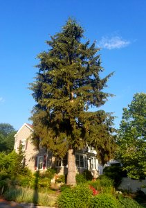 Conifer - Arlington, MA