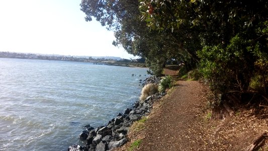 Conifer Grove coastal walk