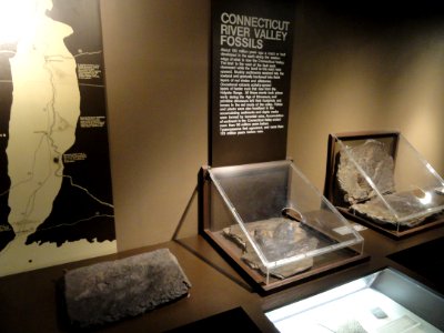 Connecticut River Valley fossils - Springfield Science Museum - Springfield, MA - DSC03339