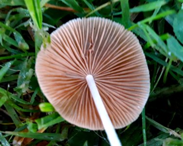 Conocybe apala 13926373