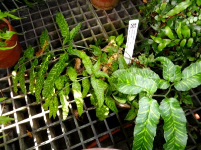 Coniogramme emeiensis - Lyman Plant House, Smith College - DSC04259
