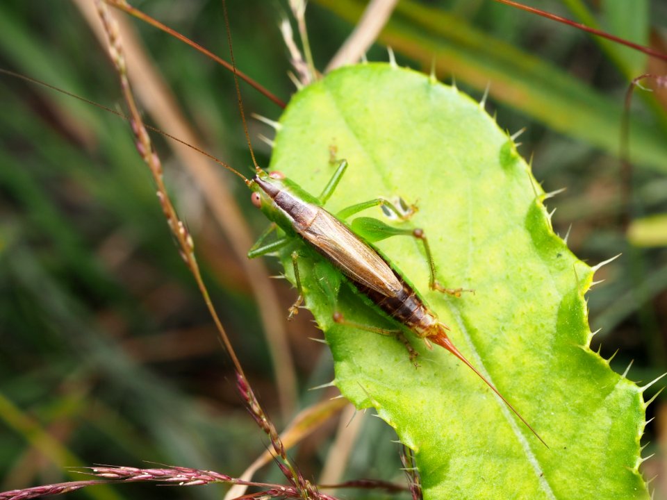 Conocephalus brevipennis 99882120