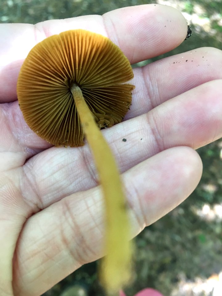 Conocybe tenera 35135181