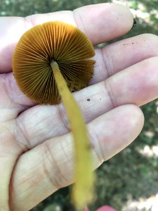 Conocybe tenera 35135181