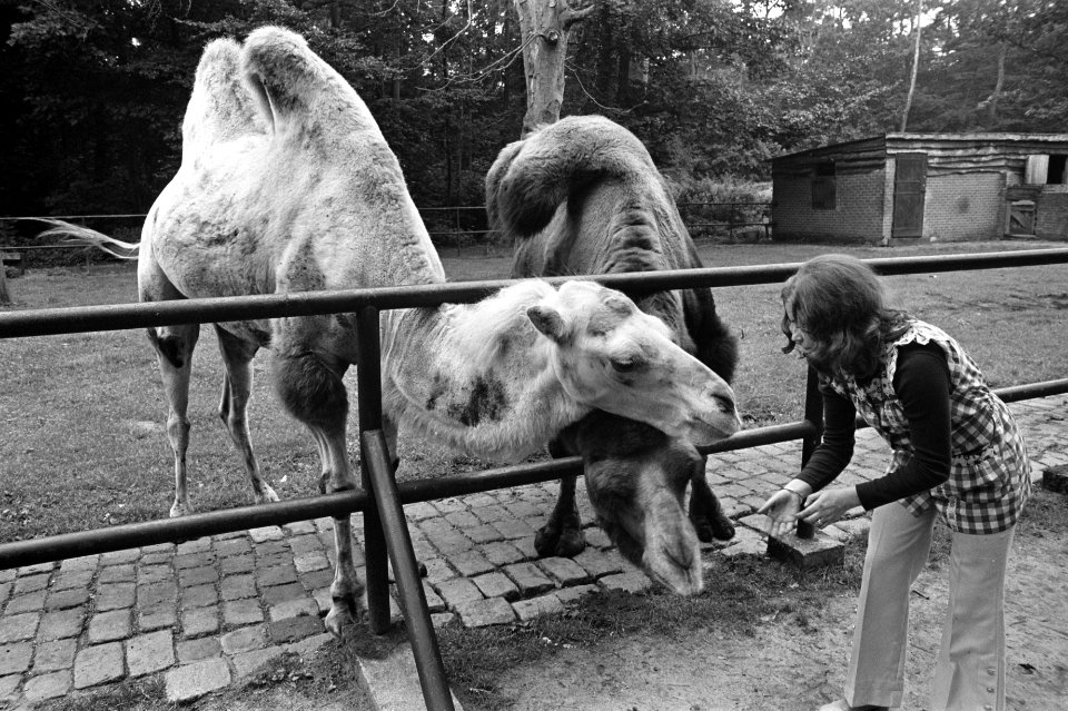 Conny Vink in Amersfoorts Dierenpark, opdracht AVRO, Bestanddeelnr 925-8044