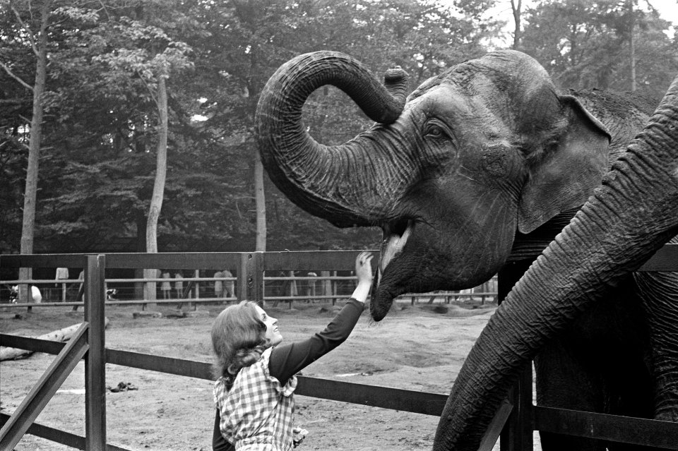 Conny Vink in Amersfoorts Dierenpark, opdracht AVRO, Bestanddeelnr 925-8048