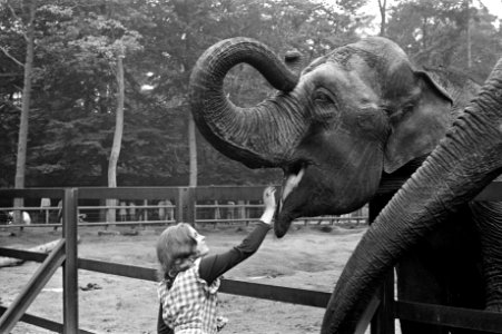 Conny Vink in Amersfoorts Dierenpark, opdracht AVRO, Bestanddeelnr 925-8048