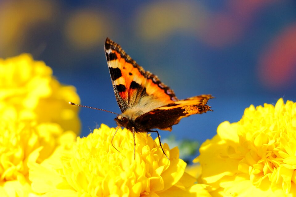 Butterfly little fox insect