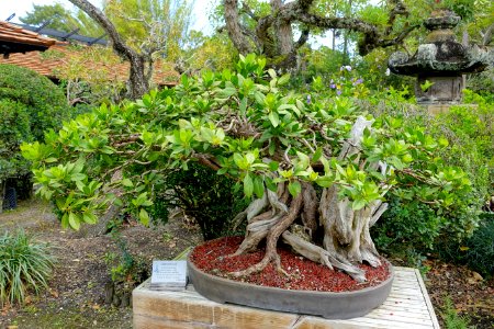 Conocarpus erectus - Morikami Museum and Japanese Gardens - Palm Beach County, Florida - DSC03532