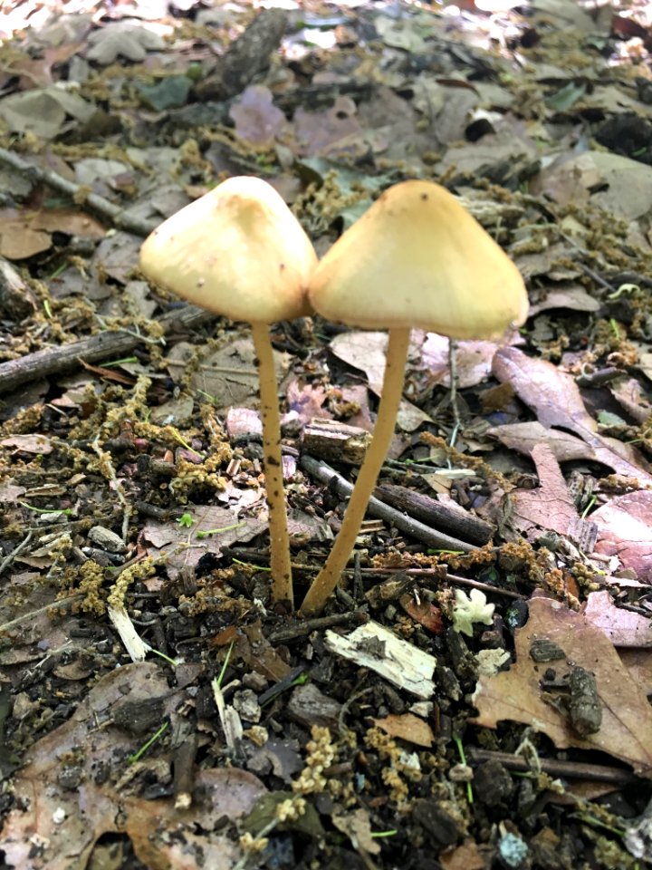Conocybe tenera 35135107