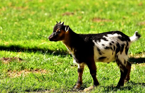 Domestic goat farm small goat