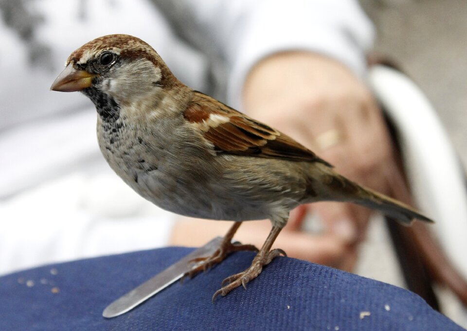Bird animal close up