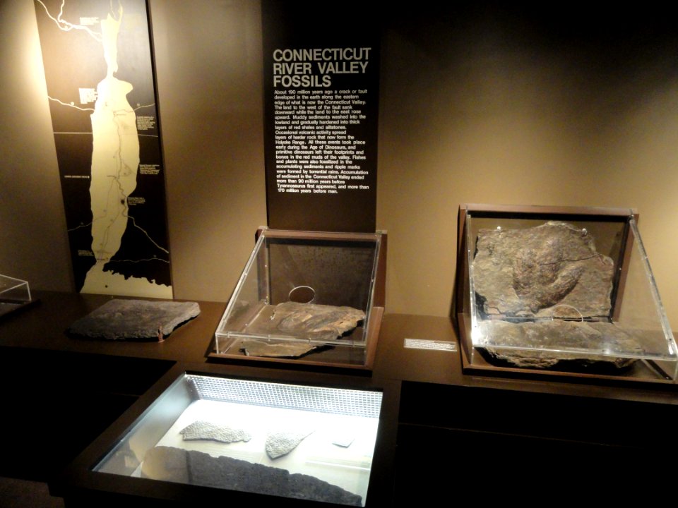 Connecticut River Valley fossils - Springfield Science Museum - Springfield, MA - DSC03330
