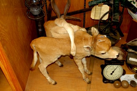 Conjoined calf twin - Mount Angel Abbey Museum - Mount Angel Abbey - Mount Angel, Oregon - DSC00065