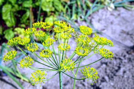 Green perennial nature photo