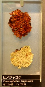 Conocephalum japonicum - National Museum of Nature and Science, Tokyo - DSC06836