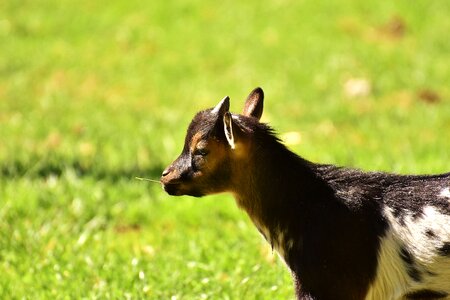 Domestic goat farm small goat