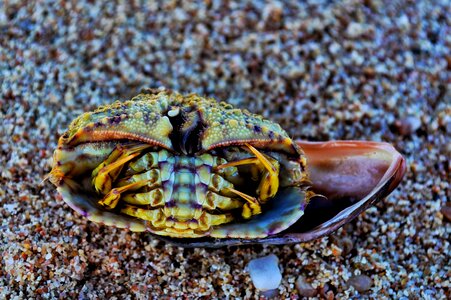 Sand crab beach photo