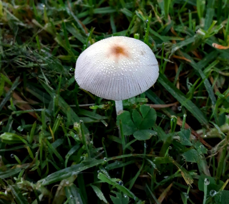 Conocybe apala 13926193