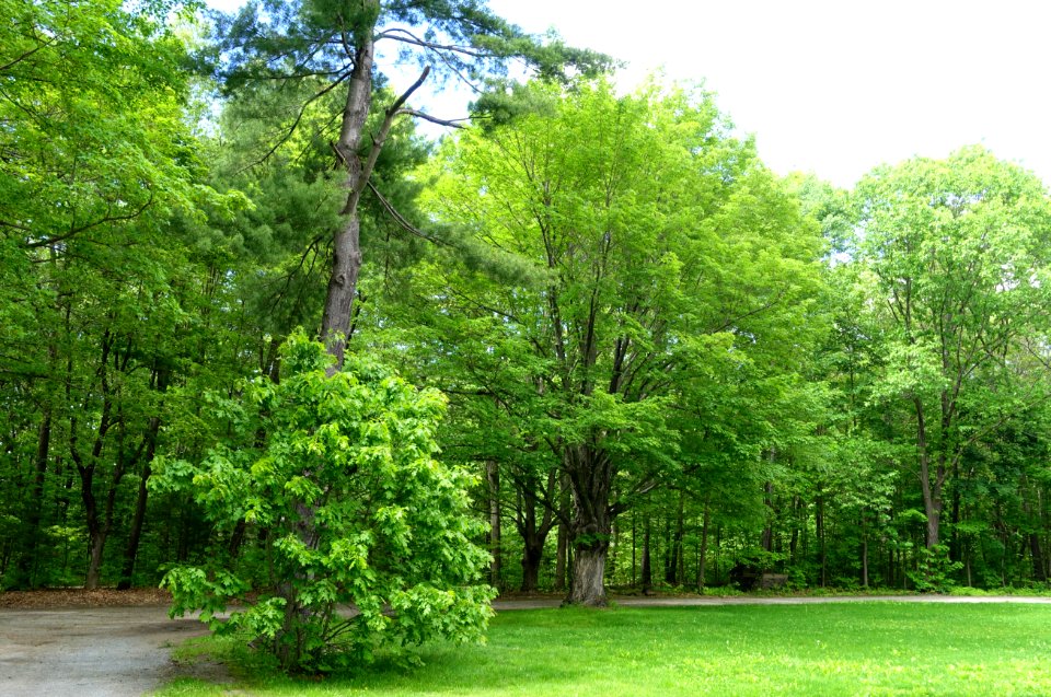 Connector trail - Doyle Community Park & Center - Leominster, Massachusetts - DSC06287