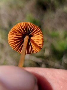 Conocybe tenera 32549500