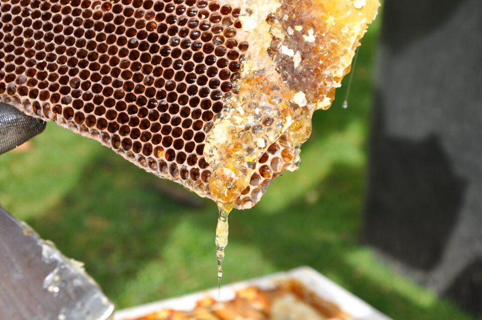 Honey nature bees