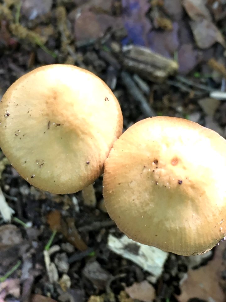 Conocybe tenera 35135207