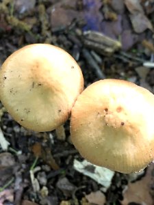 Conocybe tenera 35135207