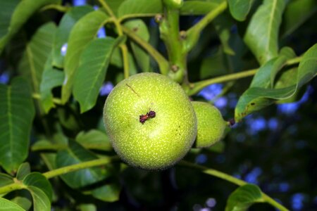 Ripening green fruit photo