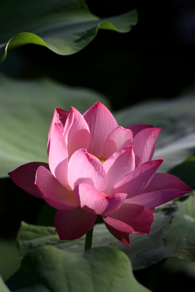 Plant flowers and plants buddhism