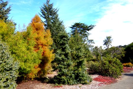 Conifers - Mendocino Coast Botanical Gardens - DSC02035