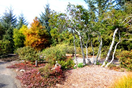 Conifers - Mendocino Coast Botanical Gardens - DSC02018
