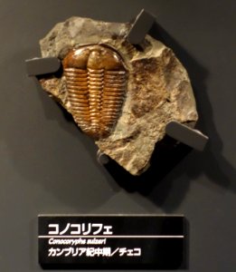 Conocoryphe sulzeri - National Museum of Nature and Science, Tokyo - DSC07740