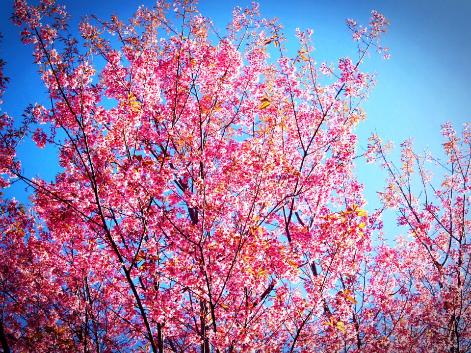Wild himalayan cherry thailand blooming at phu lom lo mountain