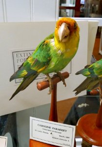 Conuropsis carolinensis - Pember Library and Museum - Granville, New York - 20180224 142627