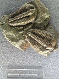 Conocoryphe sulzeri - Naturmuseum Senckenberg - DSC02243