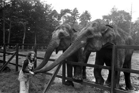 Conny Vink in Amersfoorts Dierenpark, opdracht AVRO, Bestanddeelnr 925-8038