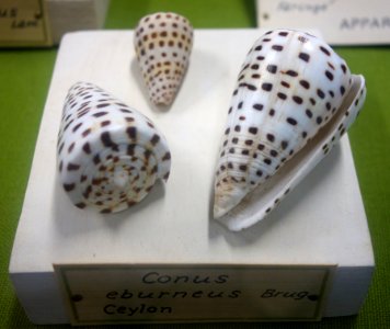 Conus eburneus - Museo Civico di Storia Naturale Giacomo Doria - Genoa, Italy - DSC03266