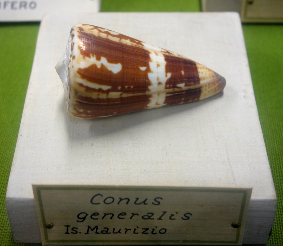 Conus generalis - Museo Civico di Storia Naturale Giacomo Doria - Genoa, Italy - DSC03265
