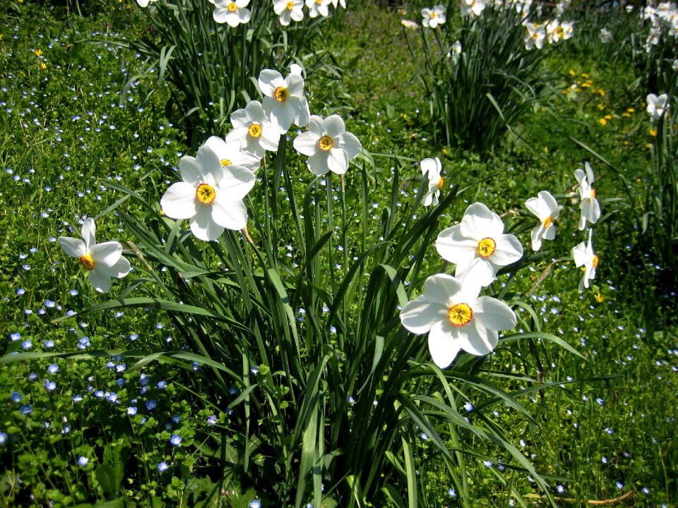 Daffodils spring harbinger of spring