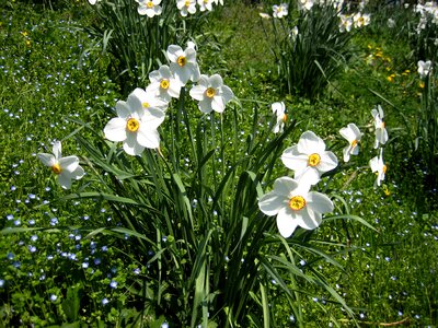 Daffodils spring harbinger of spring