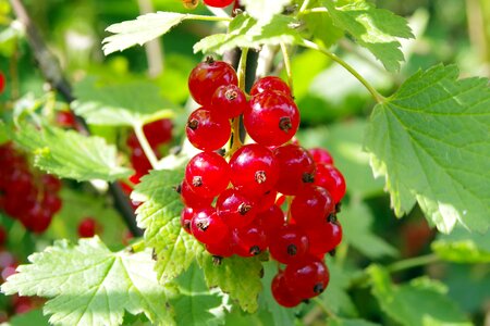 Healthy food garden