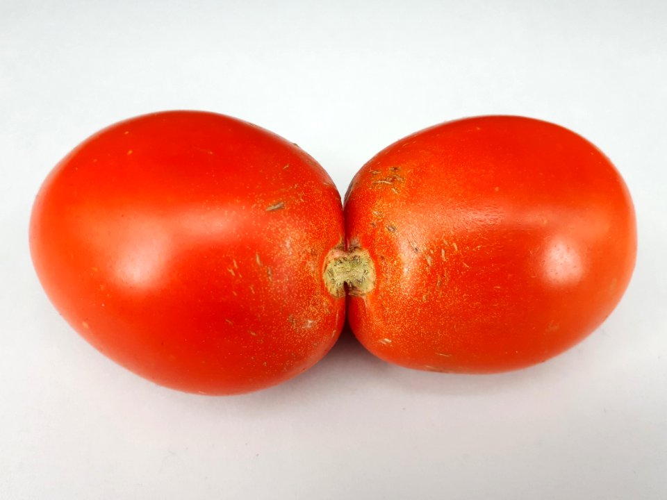 Conjoined tomato 2017 A1
