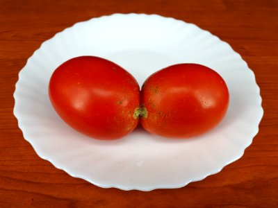 Conjoined tomato 2017 A5 photo