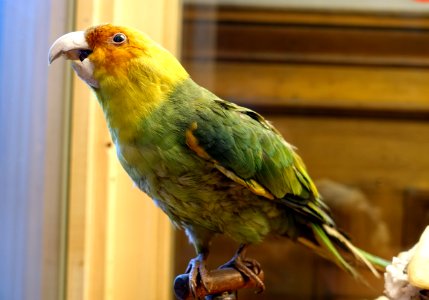 Conuropsis carolinensis - Redpath Museum - McGill University - Montreal, Canada - DSC07745