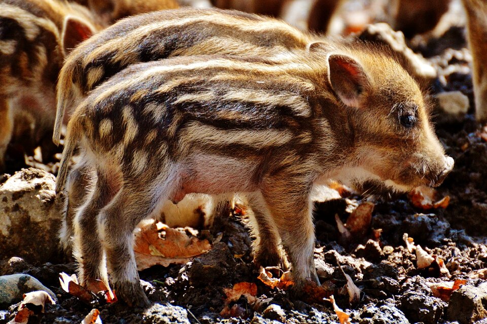 Young animals piglet pig