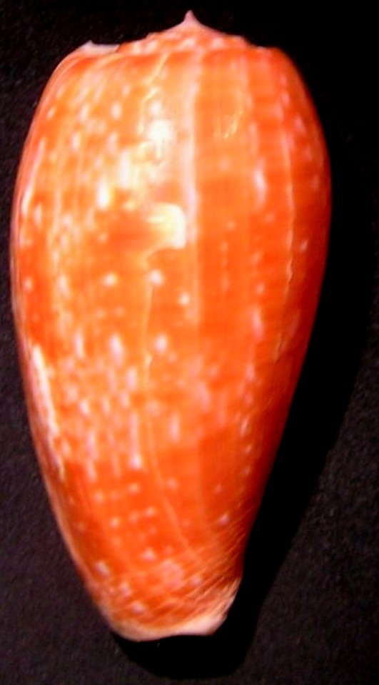 Conus bullatus, top - BioLib