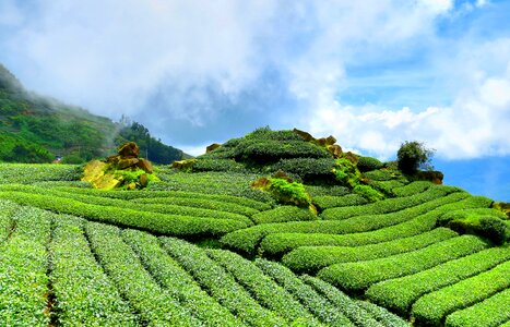 Tea garden green rules