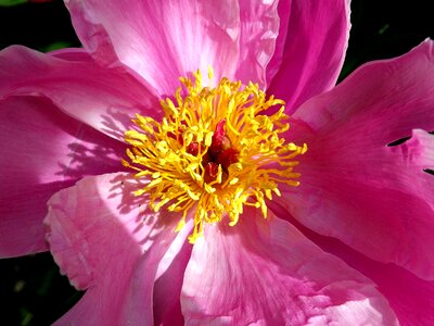 Close up pink spring